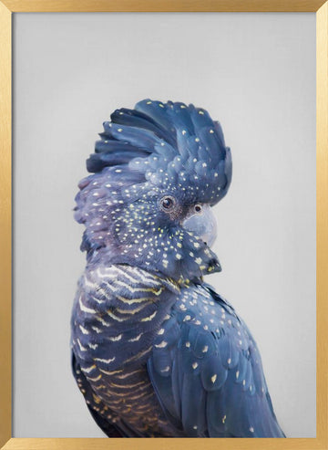 Black Cockatoo | Poster - Gold Frame Interior