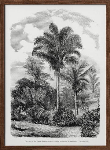 Vintage Palm Tree Drawing Vi | Poster - Walnut Frame Interior