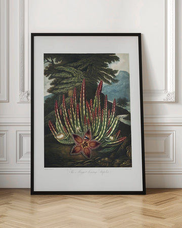 The Maggot–Bearing Stapelia from The Temple of Flora (1807) | Poster - Room Interior 1