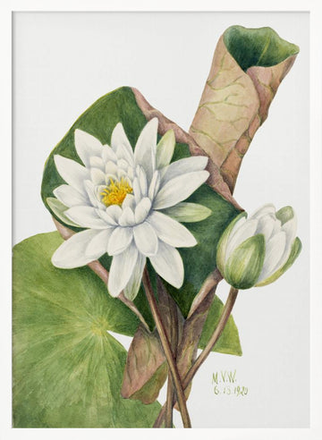 American Waterlily (1920) | Poster - White Frame Interior