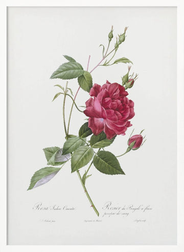 Blood Red Bengal Rose, Les Roses (1817–1824) | Poster - White Frame Interior