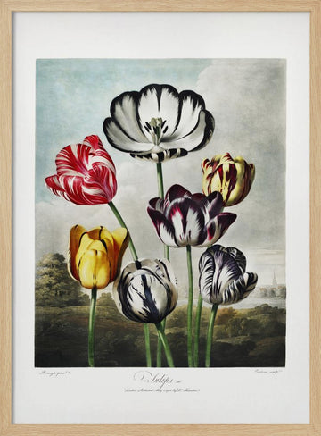 Tulips from The Temple of Flora (1807) | Poster - Wood Frame Interior