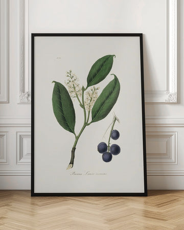 Cherry Laurel (prunus Laurocerasus) Medical Botany | Poster - Room Interior 1