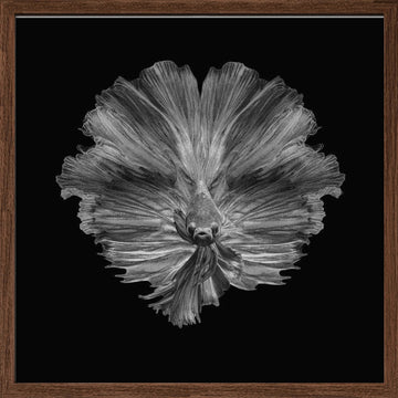 Graceful Betta Portrait | Poster - Walnut Frame Interior