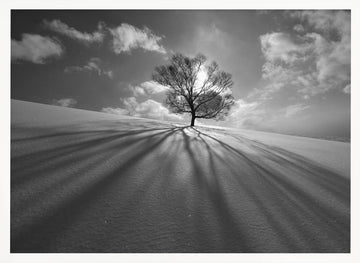 Winter Tree Long Shadows | Poster - White Frame Interior