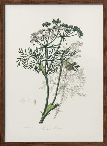 Caraway (carum Carui) Medical Botany | Poster - Walnut Frame Interior