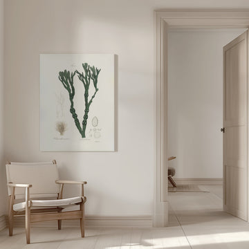 Bladder Wrack (fucus Vesiculosus)  Medical Botany | Canvas - Room Interior 1