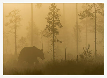 Bear in Golden Fog | Poster - White Frame Interior