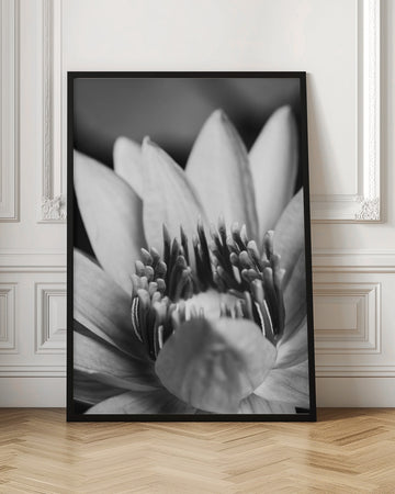 Serene Lotus Bloom | Poster - Room Interior 1