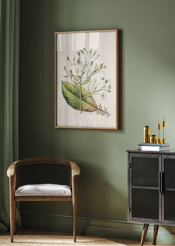 Senecio Hectori Drawn By Sarah Featon (1848–1927) | Poster - Room Interior 2
