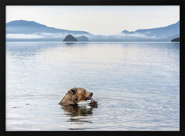 Grizzly Bear Fishing | Poster - Black Metal Frame Interior