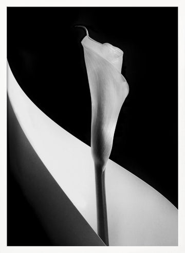 Elegant Calla Lily | Poster - White Frame Interior