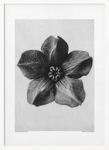 Cobaea Scandens | Poster - White Frame Interior