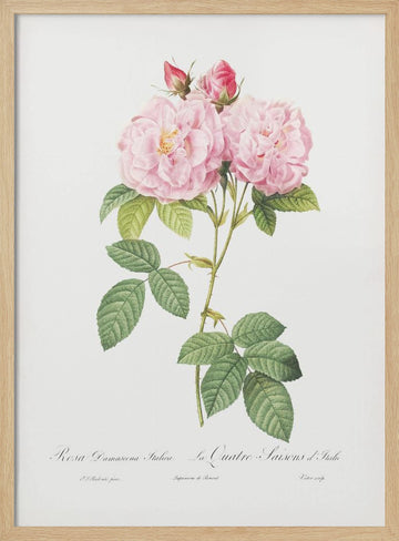 Rosa Bifera Officinalis, Les Roses (1817–1824) | Poster - Wood Frame Interior