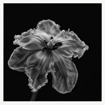 Elegant Monochrome Tulip | Poster - White Frame Interior
