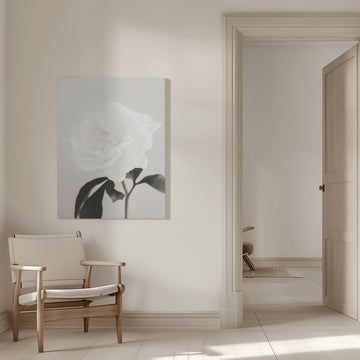 Elegant White Peony | Canvas - Canvas Interior