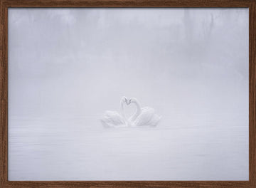Misty Swans Heart | Poster - Walnut Frame Interior