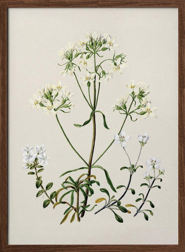 New Zealand Gentiana Drawn By Sarah Featon (1848–1927) | Poster - Walnut Frame Interior