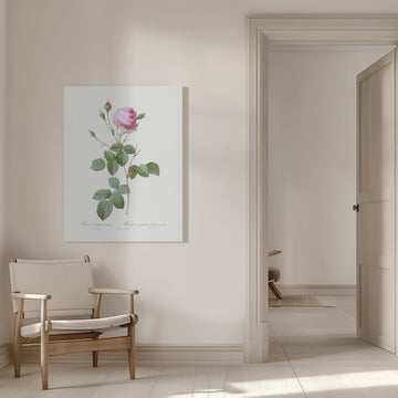 Crenate Leaved Cabbage Rose, Les Roses (1817–1824) | Canvas - Room Interior 1