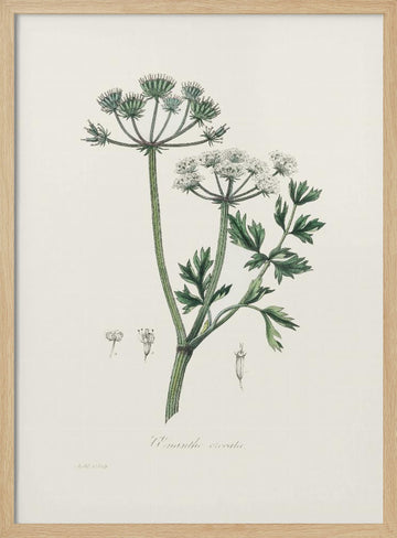 Water Dropwort (onanthe Grocata) Medical Botany | Poster - Wood Frame Interior