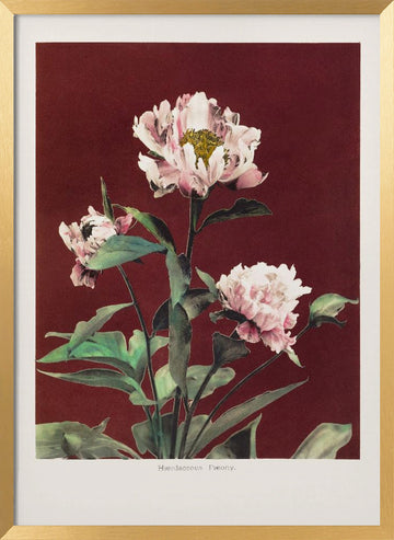 Hærdaceous Peony no2 | Poster - Gold Frame Interior