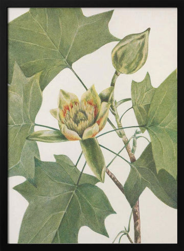Tulip Tree From North American Wildflowers (1925) By Mary Vaux Walcott. | Poster - Black Metal Frame Interior