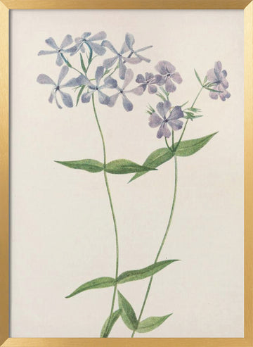 Blue Phlox From North American Wildflowers (1925) By Mary Vaux Walcott. | Poster - Gold Frame Interior