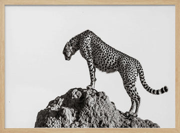 Cheetah On The Rocks | Poster - Wood Frame Interior