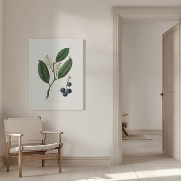 Cherry Laurel (prunus Laurocerasus) Medical Botany | Canvas - Room Interior 1