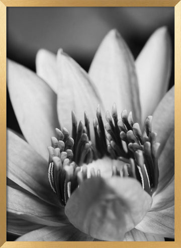 Serene Lotus Bloom | Poster - Gold Frame Interior