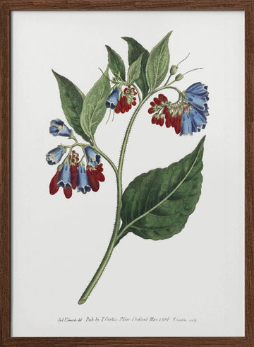 Symphyum Asperrim 1806   Flower Garden Displayed By Francis Sansom | Poster - Walnut Frame Interior