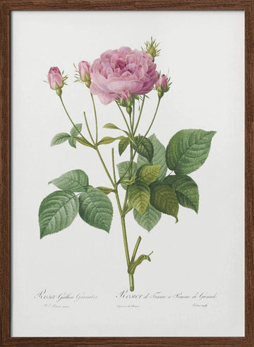 Rosa Gallica Granules, Les Roses (1817–1824) | Poster - Walnut Frame Interior