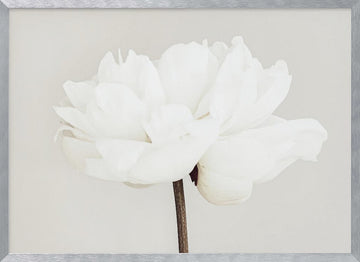 White Peony Bloom | Poster - Silver Frame Interior