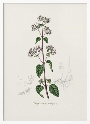 Oregano (origanum Vulgare) Medical Botany | Poster - White Frame Interior