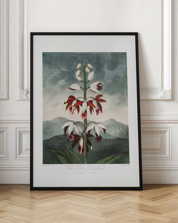 The Chinese Limodoron from The Temple of Flora (1807) | Poster - Room Interior 1
