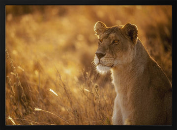 Golden Hour Lioness | Poster - Black Metal Frame Interior
