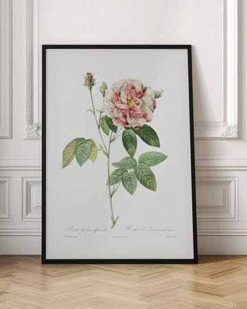 Rosa Gallica (1817–1824), Les Rose | Poster - Room Interior 1