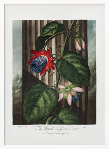 The Winged Passion-Flower from The Temple of Flora (1807) | Poster - White Frame Interior