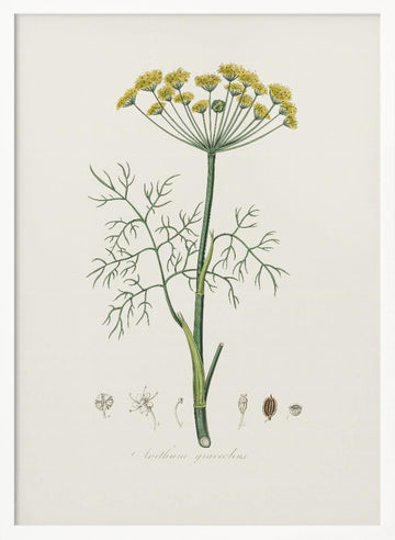 Dill (anethum Graveolens)  Medical Botany | Poster - White Frame Interior