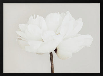 White Peony Bloom | Poster - Black Metal Frame Interior