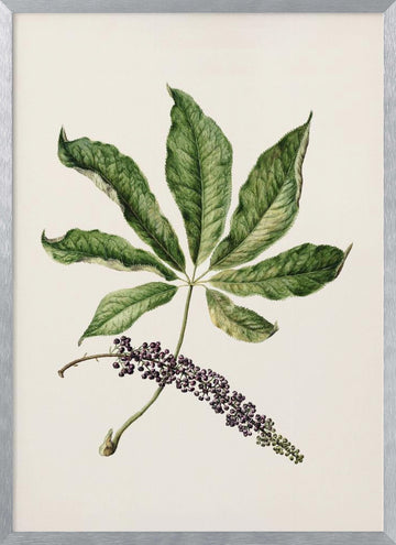 Antique Plant Drawn By Sarah Featon (1848–1927) | Poster - Silver Frame Interior