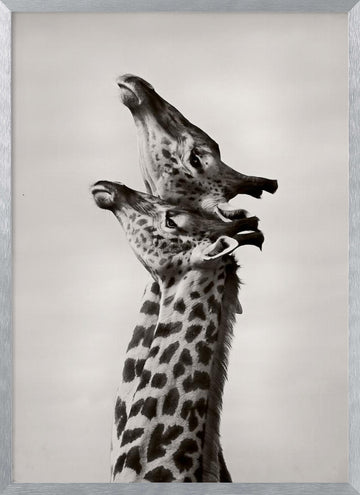 Two Giraffes Gaze | Poster - Silver Frame Interior
