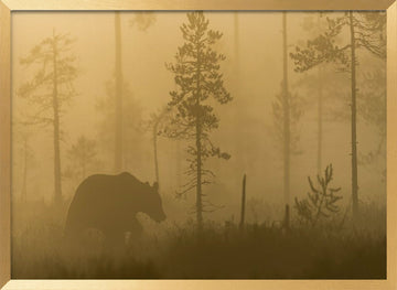 Bear in Golden Fog | Poster - Gold Frame Interior