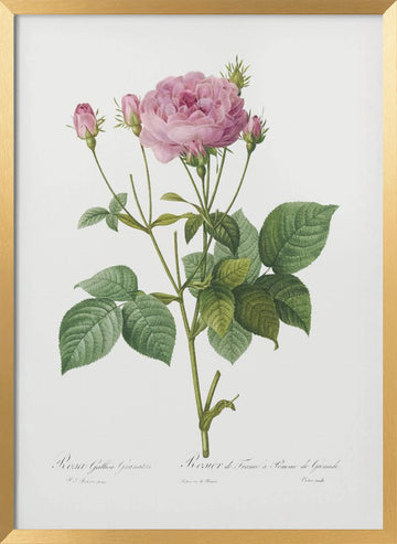 Rosa Gallica Granules, Les Roses (1817–1824) | Poster - Gold Frame Interior