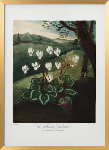 The Persian Cyclamen from The Temple of Flora (1807) | Poster - Gold Frame Interior