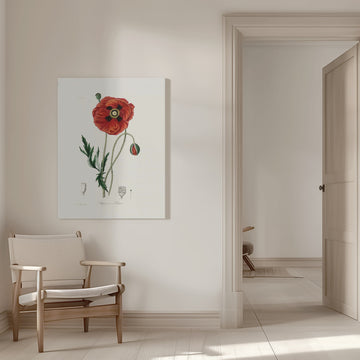Common Poppy (papaver Rhoeas) Medical Botany | Canvas - Room Interior 1