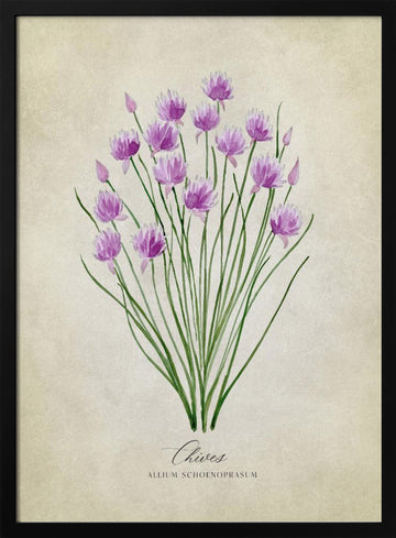 Fresh Chives Bloom | Poster - Black Metal Frame Interior