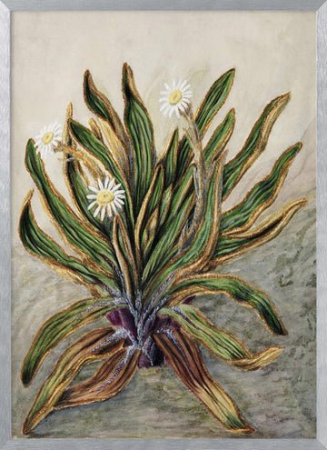 Mountain Daisy Drawn By Sarah Featon (1848–1927) | Poster - Silver Frame Interior