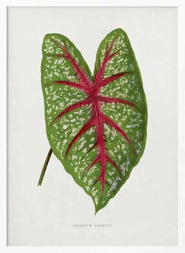 Green Caladium Chantini Leaf Illustration | Poster - White Frame Interior