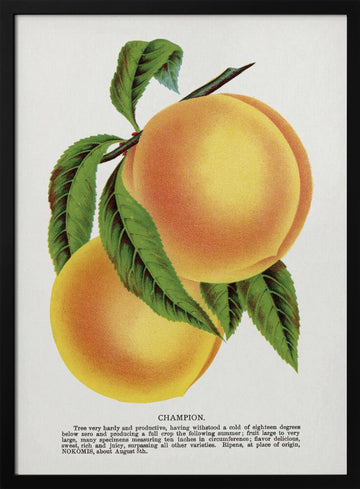 Champion Plum Lithograph | Poster - Black Metal Frame Interior